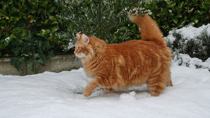 Chat marchant dans la neige, devant un olivier